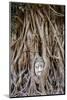 Ayutthaya, Thailand. Sandstone head of Buddha, at Wat Phra Mahathat, Ayutthaya Historical Park, nea-Miva Stock-Mounted Photographic Print