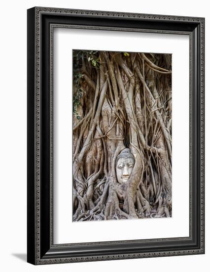 Ayutthaya, Thailand. Sandstone head of Buddha, at Wat Phra Mahathat, Ayutthaya Historical Park, nea-Miva Stock-Framed Photographic Print