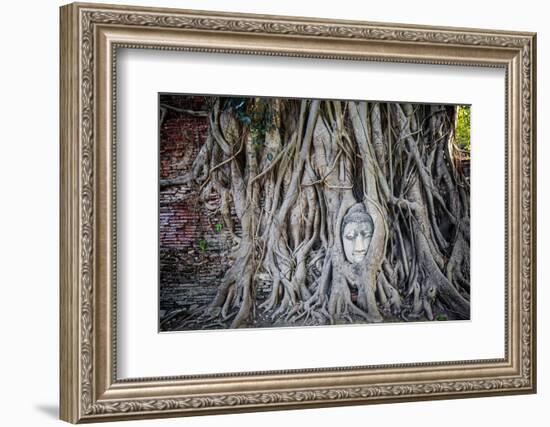 Ayutthaya, Thailand. Sandstone head of Buddha, at Wat Phra Mahathat, Ayutthaya Historical Park, nea-Miva Stock-Framed Photographic Print