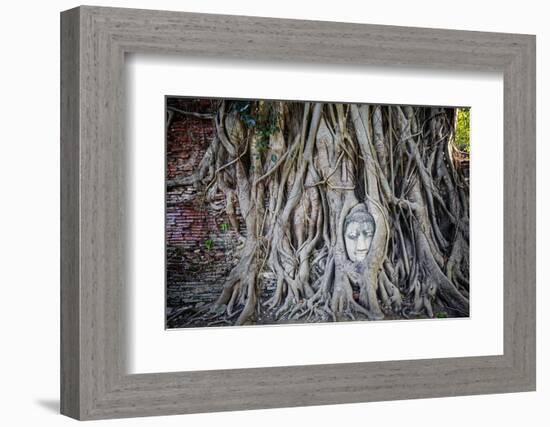 Ayutthaya, Thailand. Sandstone head of Buddha, at Wat Phra Mahathat, Ayutthaya Historical Park, nea-Miva Stock-Framed Photographic Print