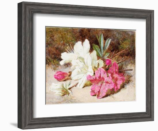 Azalea Bloom, C.1865-74-Helen Cordelia Coleman Angell-Framed Giclee Print