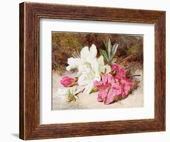 Azalea Bloom, C.1865-74-Helen Cordelia Coleman Angell-Framed Giclee Print