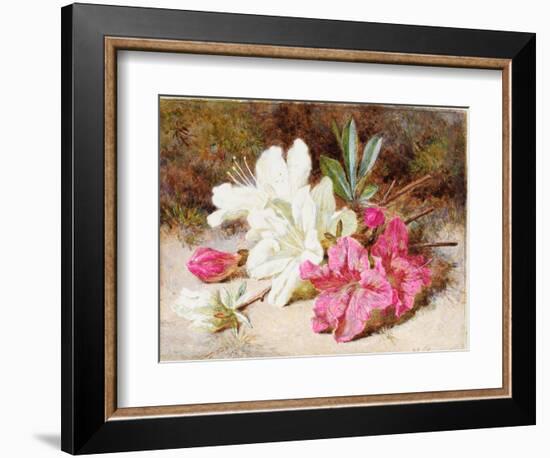 Azalea Bloom, C.1865-74-Helen Cordelia Coleman Angell-Framed Giclee Print