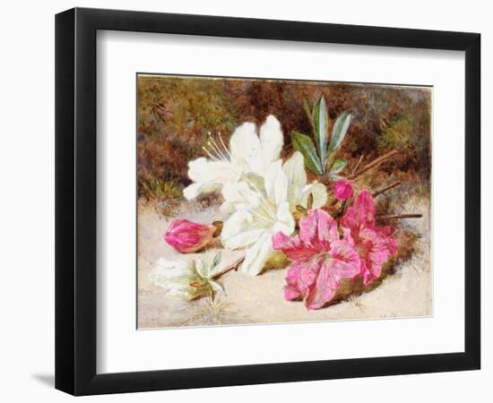 Azalea Bloom, C.1865-74-Helen Cordelia Coleman Angell-Framed Giclee Print