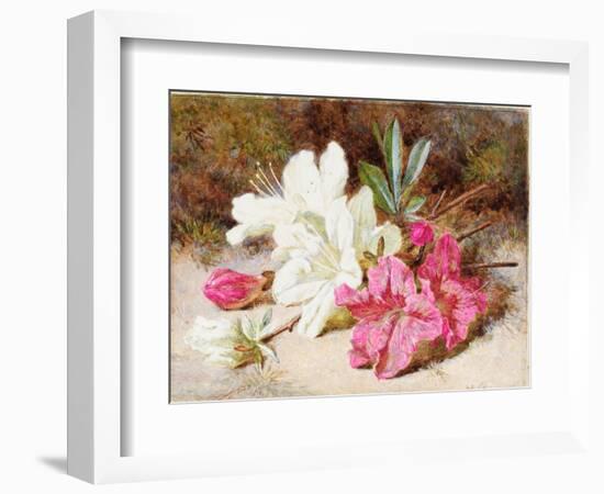 Azalea Bloom, C.1865-74-Helen Cordelia Coleman Angell-Framed Giclee Print