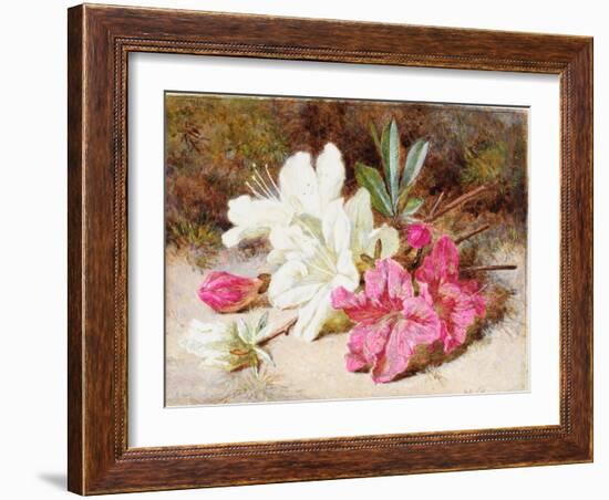 Azalea Bloom, C.1865-74-Helen Cordelia Coleman Angell-Framed Giclee Print