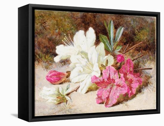 Azalea Bloom, C.1865-74-Helen Cordelia Coleman Angell-Framed Premier Image Canvas