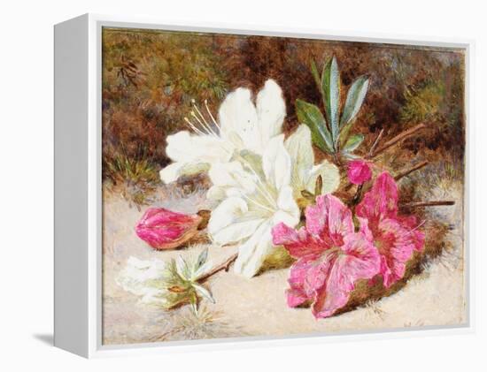 Azalea Bloom, C.1865-74-Helen Cordelia Coleman Angell-Framed Premier Image Canvas