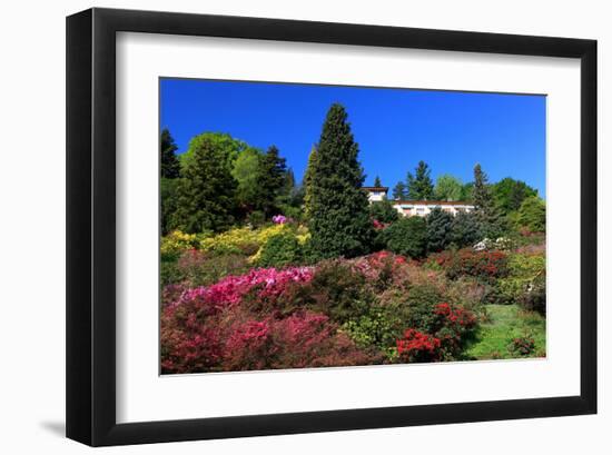 Azalea Bloom in the Botanical Garden San Grato, Carona, Switzerland-null-Framed Art Print