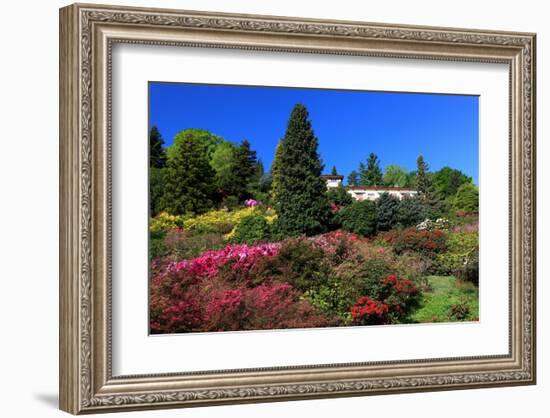 Azalea Bloom in the Botanical Garden San Grato, Carona, Switzerland-null-Framed Art Print