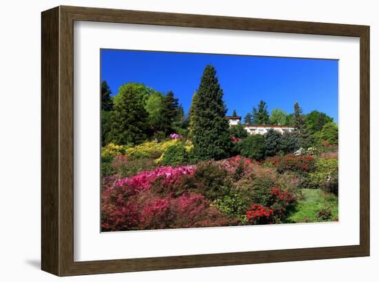 Azalea Bloom in the Botanical Garden San Grato, Carona, Switzerland-null-Framed Art Print