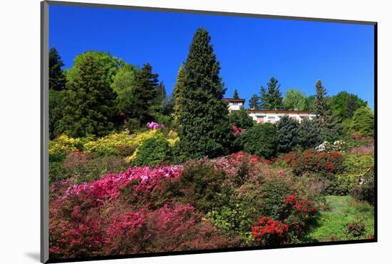 Azalea Bloom in the Botanical Garden San Grato, Carona, Switzerland-null-Mounted Art Print