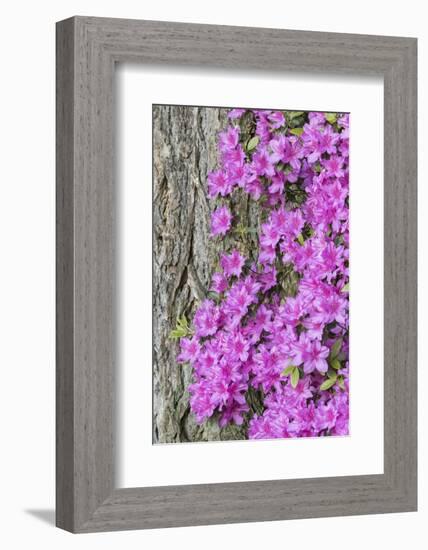 Azalea blooms.-William Sutton-Framed Photographic Print