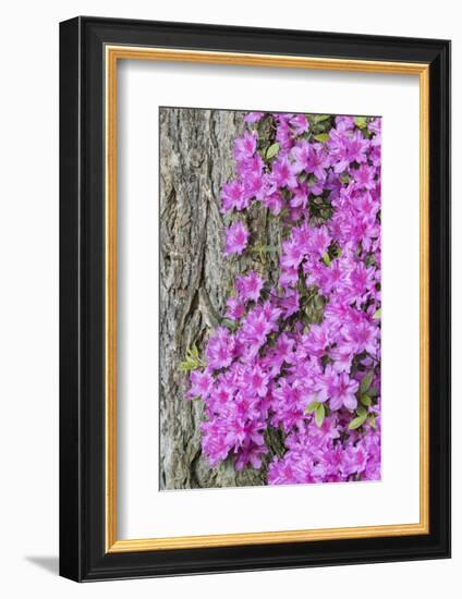 Azalea blooms.-William Sutton-Framed Photographic Print