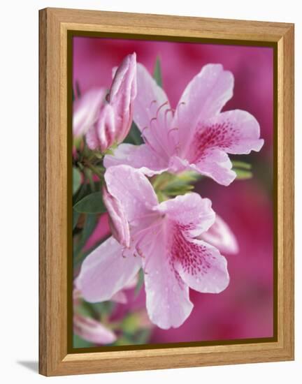 Azalea Blossom, Charleston, South Carolina, USA-Adam Jones-Framed Premier Image Canvas