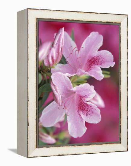 Azalea Blossom, Charleston, South Carolina, USA-Adam Jones-Framed Premier Image Canvas