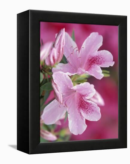 Azalea Blossom, Charleston, South Carolina, USA-Adam Jones-Framed Premier Image Canvas