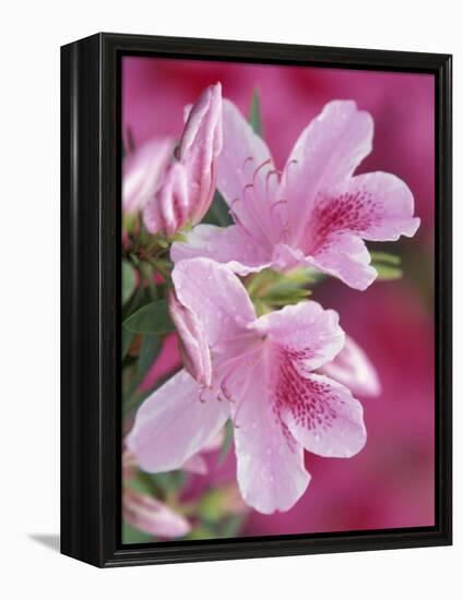 Azalea Blossom, Charleston, South Carolina, USA-Adam Jones-Framed Premier Image Canvas