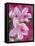 Azalea Blossom, Charleston, South Carolina, USA-Adam Jones-Framed Premier Image Canvas