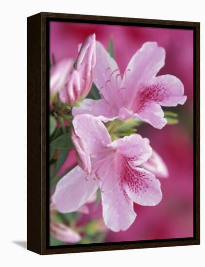 Azalea Blossom, Charleston, South Carolina, USA-Adam Jones-Framed Premier Image Canvas