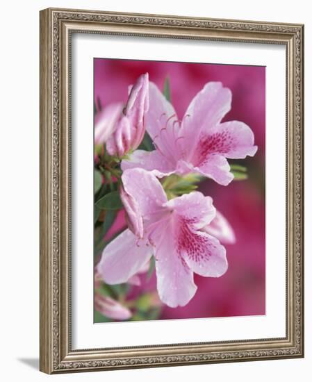 Azalea Blossom, Charleston, South Carolina, USA-Adam Jones-Framed Photographic Print