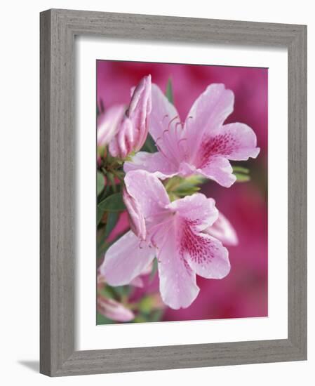 Azalea Blossom, Charleston, South Carolina, USA-Adam Jones-Framed Photographic Print