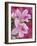 Azalea Blossom, Charleston, South Carolina, USA-Adam Jones-Framed Photographic Print