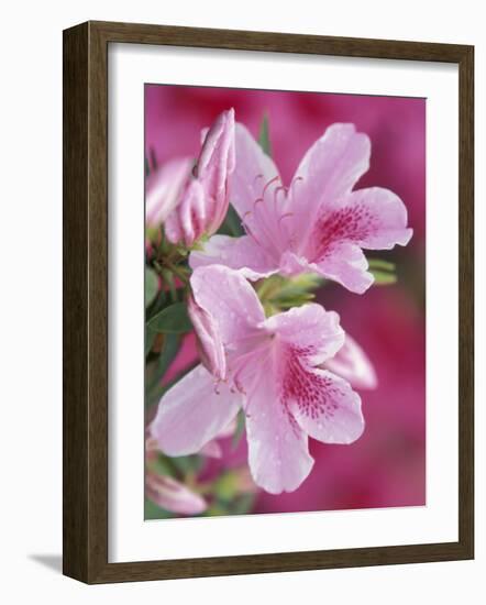 Azalea Blossom, Charleston, South Carolina, USA-Adam Jones-Framed Photographic Print