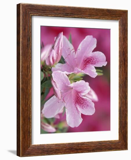 Azalea Blossom, Charleston, South Carolina, USA-Adam Jones-Framed Photographic Print