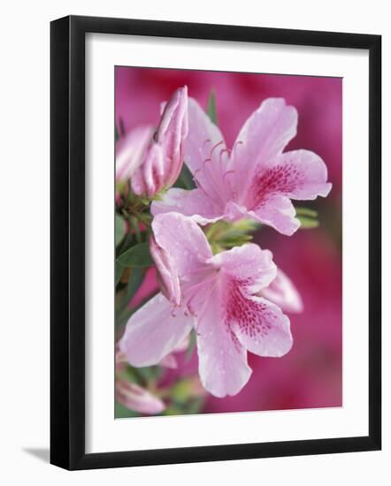 Azalea Blossom, Charleston, South Carolina, USA-Adam Jones-Framed Photographic Print