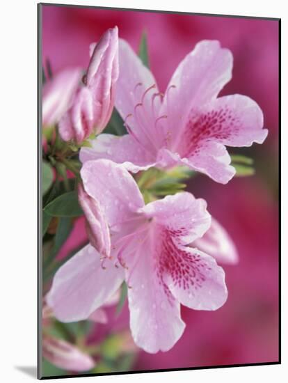 Azalea Blossom, Charleston, South Carolina, USA-Adam Jones-Mounted Photographic Print