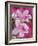 Azalea Blossom, Charleston, South Carolina, USA-Adam Jones-Framed Photographic Print