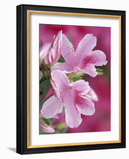 Azalea Blossom, Charleston, South Carolina, USA-Adam Jones-Framed Photographic Print