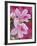 Azalea Blossom, Charleston, South Carolina, USA-Adam Jones-Framed Photographic Print