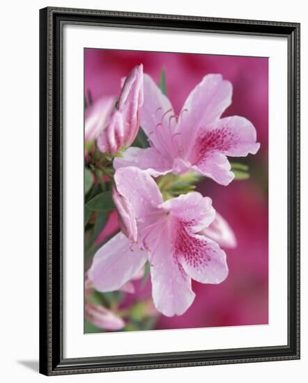 Azalea Blossom, Charleston, South Carolina, USA-Adam Jones-Framed Photographic Print