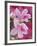 Azalea Blossom, Charleston, South Carolina, USA-Adam Jones-Framed Photographic Print