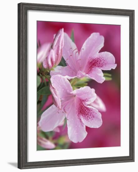 Azalea Blossom, Charleston, South Carolina, USA-Adam Jones-Framed Photographic Print