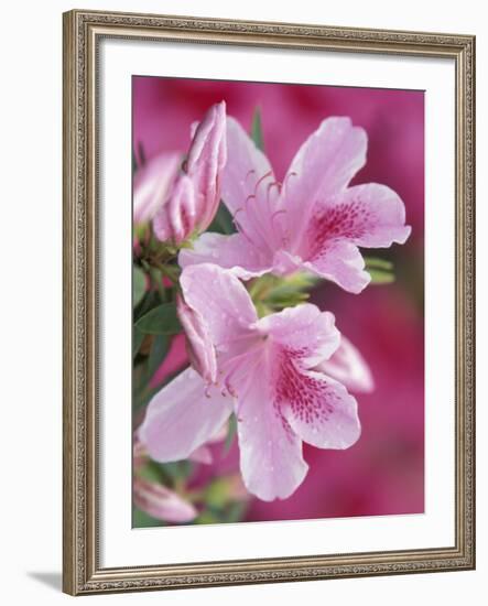 Azalea Blossom, Charleston, South Carolina, USA-Adam Jones-Framed Photographic Print