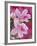 Azalea Blossom, Charleston, South Carolina, USA-Adam Jones-Framed Photographic Print