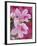 Azalea Blossom, Charleston, South Carolina, USA-Adam Jones-Framed Photographic Print