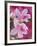 Azalea Blossom, Charleston, South Carolina, USA-Adam Jones-Framed Photographic Print