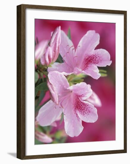 Azalea Blossom, Charleston, South Carolina, USA-Adam Jones-Framed Photographic Print