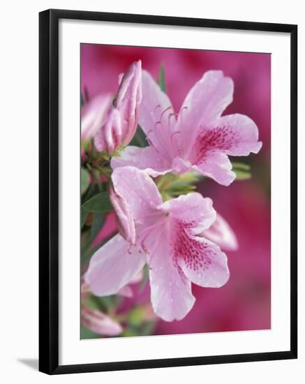 Azalea Blossom, Charleston, South Carolina, USA-Adam Jones-Framed Photographic Print