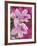 Azalea Blossom, Charleston, South Carolina, USA-Adam Jones-Framed Photographic Print