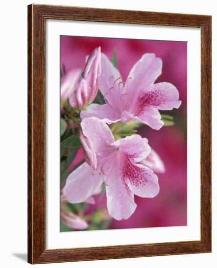 Azalea Blossom, Charleston, South Carolina, USA-Adam Jones-Framed Photographic Print