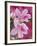 Azalea Blossom, Charleston, South Carolina, USA-Adam Jones-Framed Photographic Print