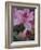 Azalea Blossom, Charleston, South Carolina, USA-Adam Jones-Framed Photographic Print