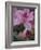 Azalea Blossom, Charleston, South Carolina, USA-Adam Jones-Framed Photographic Print