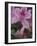 Azalea Blossom, Charleston, South Carolina, USA-Adam Jones-Framed Photographic Print