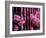 Azalea Blossom, Charleston, South Carolina, USA-Adam Jones-Framed Photographic Print